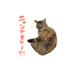 あおひな。（個別スタンプ：35）