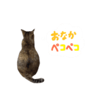 あおひな。（個別スタンプ：36）