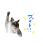 あおひな。（個別スタンプ：37）