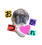 パグとボストンテリア（個別スタンプ：1）