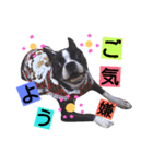 パグとボストンテリア（個別スタンプ：7）