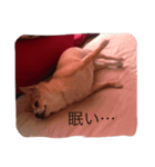 うなぎイヌ3 冬（個別スタンプ：8）