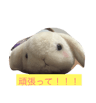 うたぎさん（個別スタンプ：5）