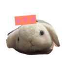 うたぎさん（個別スタンプ：7）