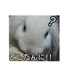 耳たれうさぎのコッティ（個別スタンプ：1）
