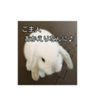 耳たれうさぎのコッティ（個別スタンプ：2）