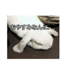 耳たれうさぎのコッティ（個別スタンプ：3）