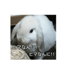 耳たれうさぎのコッティ（個別スタンプ：4）