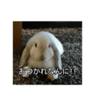 耳たれうさぎのコッティ（個別スタンプ：6）
