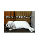 耳たれうさぎのコッティ（個別スタンプ：7）