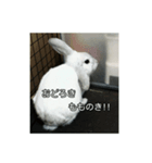 耳たれうさぎのコッティ（個別スタンプ：8）