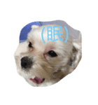わんこのすたんぷ（個別スタンプ：1）