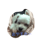 わんこのすたんぷ（個別スタンプ：3）