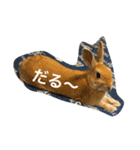 仲良しうさぎのきなちゃんあんちゃん（個別スタンプ：2）