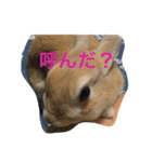 仲良しうさぎのきなちゃんあんちゃん（個別スタンプ：3）