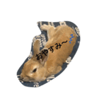 仲良しうさぎのきなちゃんあんちゃん（個別スタンプ：6）