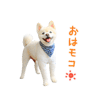 モコのスタンプ（個別スタンプ：1）