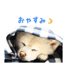 モコのスタンプ（個別スタンプ：2）