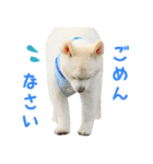 モコのスタンプ（個別スタンプ：7）