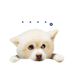 モコのスタンプ（個別スタンプ：11）