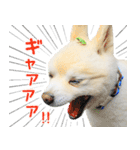モコのスタンプ（個別スタンプ：12）