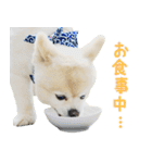 モコのスタンプ（個別スタンプ：17）