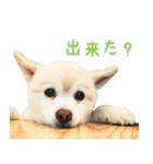 モコのスタンプ（個別スタンプ：30）