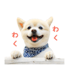 モコのスタンプ（個別スタンプ：34）