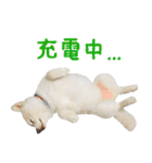 モコのスタンプ（個別スタンプ：35）