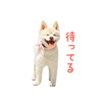モコのスタンプ（個別スタンプ：36）