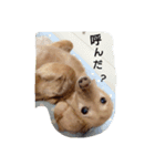 毎日使えるダックス（個別スタンプ：6）