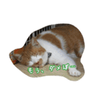 のリトラじるし（個別スタンプ：38）