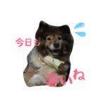 普段の犬たち（個別スタンプ：1）