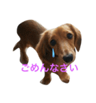 ダックスの ののりり（個別スタンプ：9）
