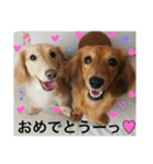 ダックスの ののりり（個別スタンプ：19）