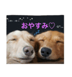 ダックスの ののりり（個別スタンプ：24）