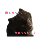 チロルとチョコの仲間たち❤️パート4（個別スタンプ：7）