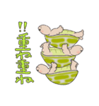 日ごろのかめガメ（個別スタンプ：7）