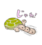 日ごろのかめガメ（個別スタンプ：12）