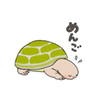 日ごろのかめガメ（個別スタンプ：21）