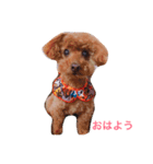 トイプードルのかるびくん（個別スタンプ：1）