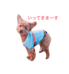 トイプードルのかるびくん（個別スタンプ：2）