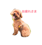 トイプードルのかるびくん（個別スタンプ：5）
