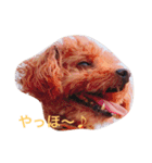 トイプードルのかるびくん（個別スタンプ：8）