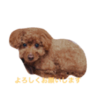 トイプードルのかるびくん（個別スタンプ：15）