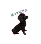 黒イヌぶんちゃん（個別スタンプ：4）