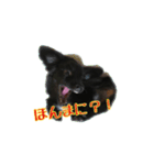黒イヌぶんちゃん（個別スタンプ：10）
