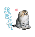 もふもふにゃんこ！！（個別スタンプ：1）