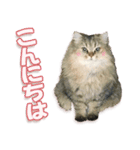 もふもふにゃんこ！！（個別スタンプ：2）