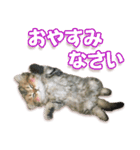 もふもふにゃんこ！！（個別スタンプ：4）